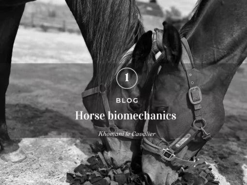 What We All Should Know About Horse Biomechanics - Khomani Le Cavalier